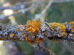 Teloschistes velifer