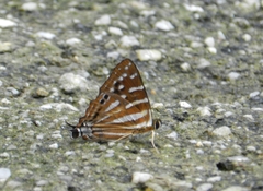 Dodona eugenes