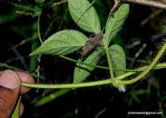 Ipomoea pes-tigridis
