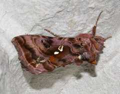 Autographa pulchrina