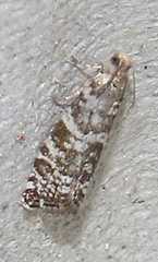 Epinotia tedella