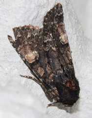 Apamea rubrirena