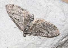Eupithecia pusillata
