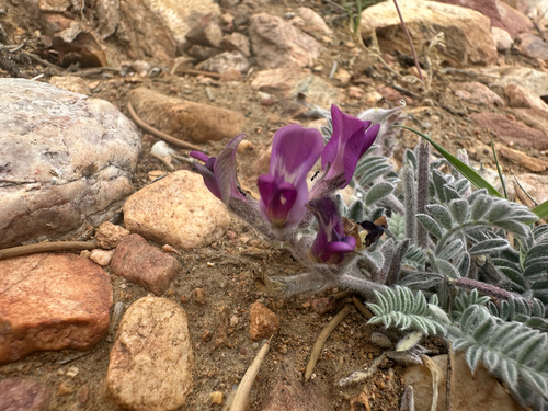 Big Bear Valley woollypod (Astragalus leucolobus)
