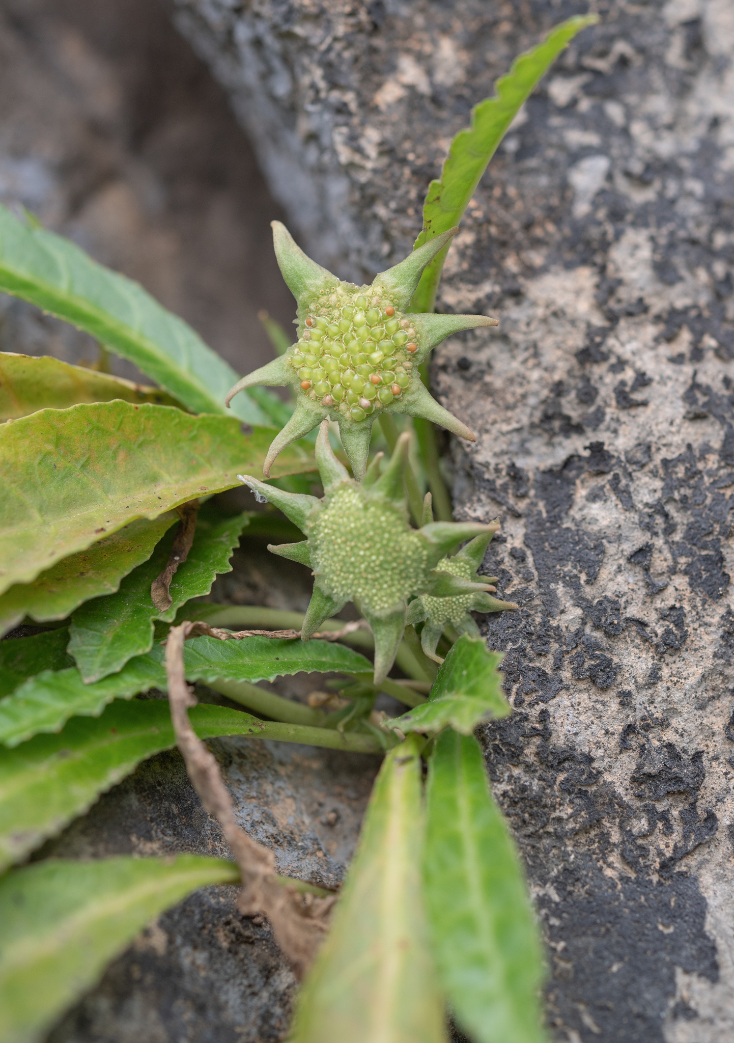 Dorstenia foetida