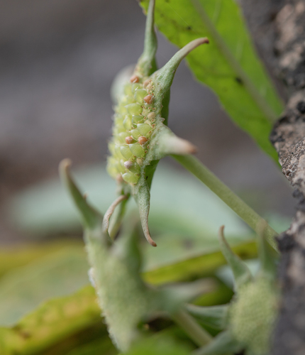 Dorstenia foetida