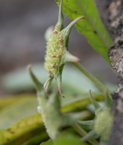 Dorstenia foetida
