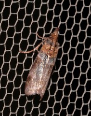 Calguia defiguralis