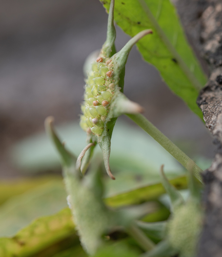 Dorstenia foetida