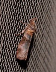 Calguia defiguralis