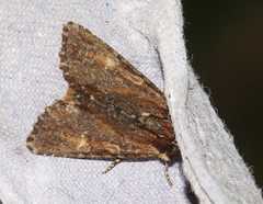 Apamea crenata