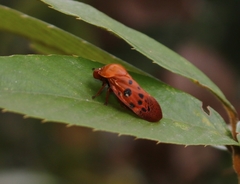 Homalostethus tabulatus