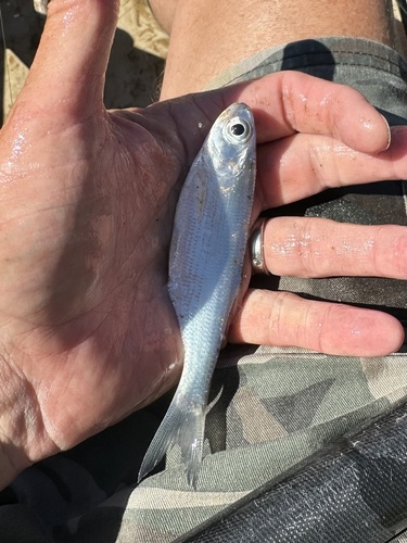 Freshwater herring (Hiodon tergisus) — Hiodontidae — 5