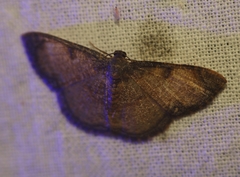 Hydatocapnia
