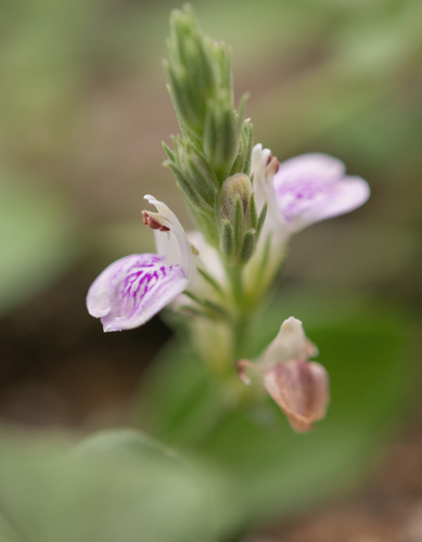 Rostellularia diffusa, 2025-09-21