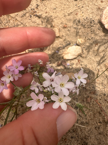 Mojave linanthus (Leptosiphon breviculus)