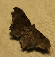 Hyalinetta circumflexa