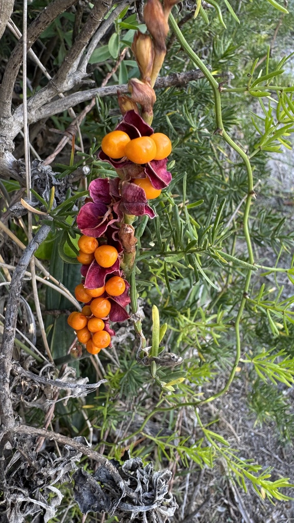 Chasmanthe aethiopica, Grotto Road, Hermanus, Western Cape, ZA, by simonbell1950