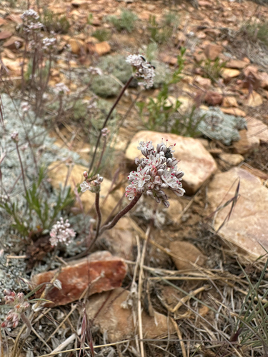 Kennedy's Buckwheat (Eriogonum kennedyi)
