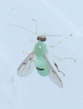 Stilobezzia viridis