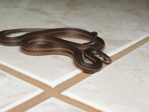 Striped Crowned Snake