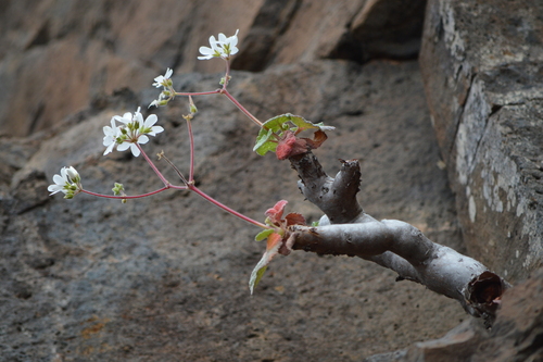 Pelargonium cotyledonis (L.) L'Hér. 2