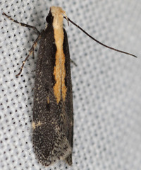 Aroga paraplutella