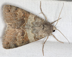 Drasteria scrupulosa