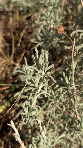 Neapolitan lavender-cotton (Santolina neapolitana)