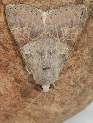 Drasteria scrupulosa