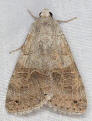 Drasteria scrupulosa