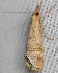 Euchromius californicalis