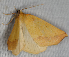 Neoterpes edwardsata