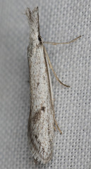 Pleurota albastrigulella