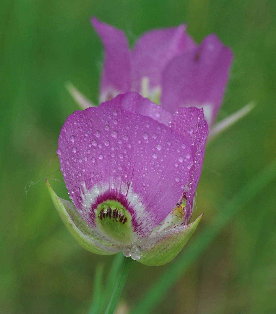 Calochortus nitidus