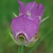 Broadfruit Mariposa Lily - Photo (c) gerryq, some rights reserved (CC BY-NC)