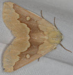 Sabulodes spoliata