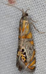 Thaumatographa regalis