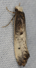 Tinea occidentella