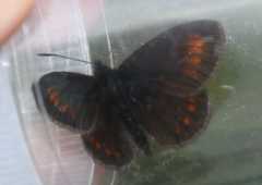 Erebia pharte