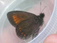 Erebia pharte