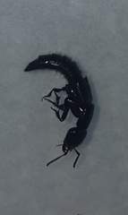 Thyreocephalus orthodoxus