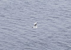 Chroicocephalus ridibundus