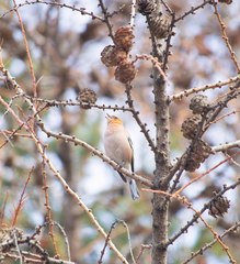 Fringilla coelebs