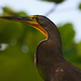 Bare-throated Tiger-Heron - Photo (c) Will Richardson, some rights reserved (CC BY-NC), uploaded by Will Richardson
