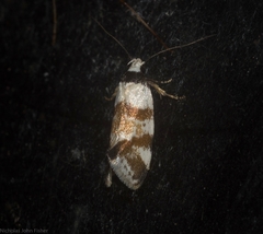 Isomoralla gephyrota