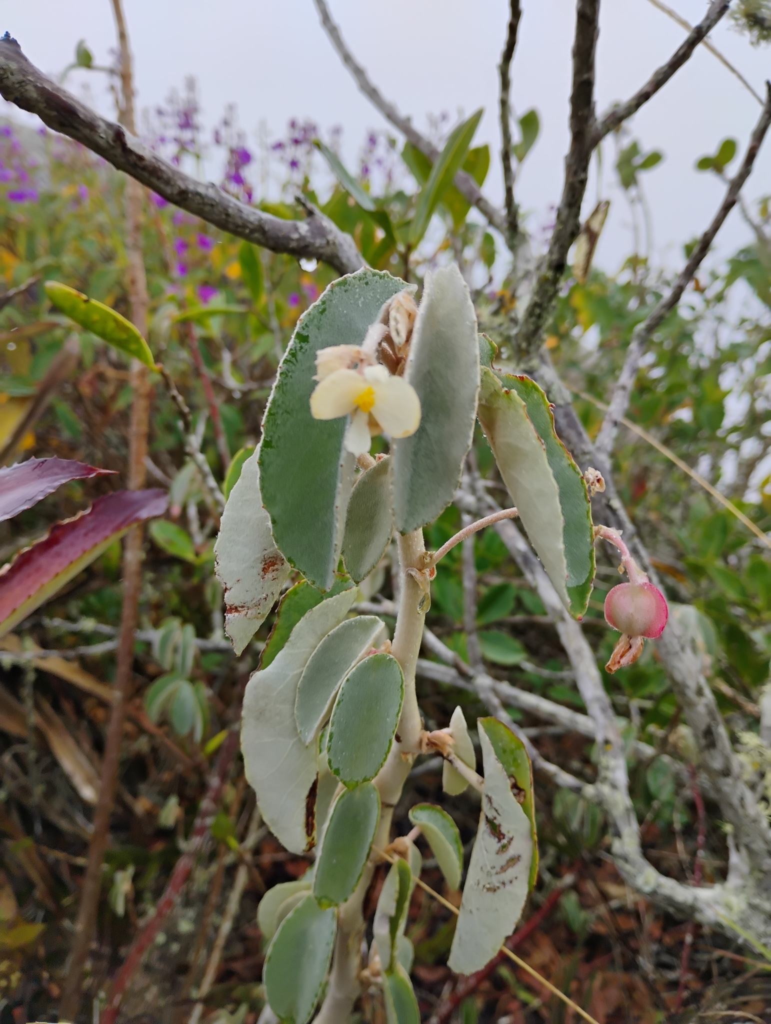 Begonia leali
