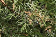 Salix eleagnos
