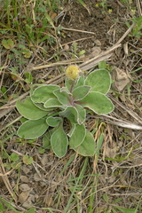Craspedia uniflora maritima