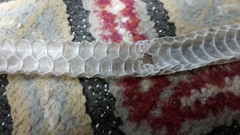 Psammophis schokari